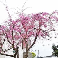 3) 2020年4月～桜-2