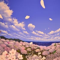 ■ゲスト掲載■　少路和伸さんの桜