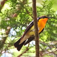 キビタキ　子育てが落ち着いたの？！