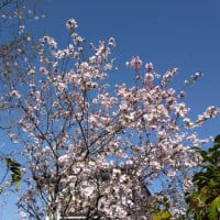 枝垂れ桜が満開になる頃、山野草が咲きます