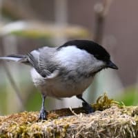 ゴジュウカラ、コガラを撮影