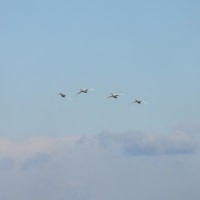強風の探鳥会とシジュウカラ語の本
