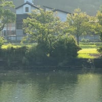 真夏の別邸わんこ日和　湯浦川から