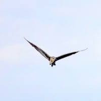 06/18探鳥記録写真：サギヤマの模様②（ゴイサギ、ホシゴイ、アマサギ、チュウダイサギ、）