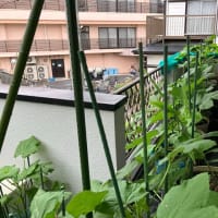 続　バルコニー菜園