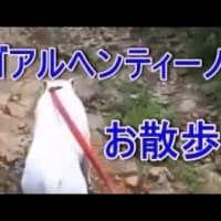 ドゴアルヘンティーノお散歩をご覧ください。白い犬
