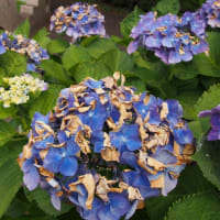 アジサイの花　熱暑で日焼け