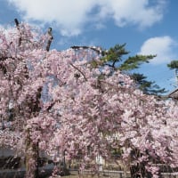 桜満開の醍醐寺の春