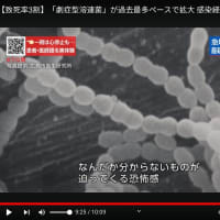 「【致死率3割】「劇症型溶連菌」が過去最多ペースで拡大！」のようだ！・・・以前の日本国内ではほとんど見られなかった疾患だ・・・。