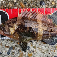 釣りに出かける。