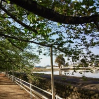 水辺の公園の葉桜と田んぼ
