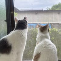 ブログお引っ越しやめました