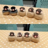 ぽっちゃり文鳥講座 in 岐阜　栄