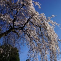 ミモロの桜情報！「哲学の道」「びわ湖疏水」はまだ。「京都御苑」のしだれ桜は満開。桜を求め手持無沙汰な観光客