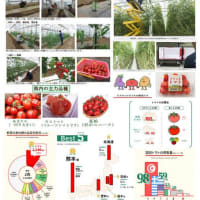 茨城味自慢：県産のミニトマトはトップブランドの果実