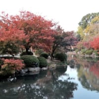 京都・東寺の紅葉