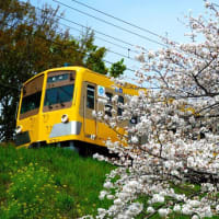 満開の桜 西武多摩川線
