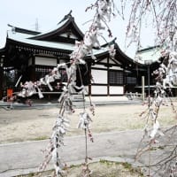 今治市の鳥生三嶋神社の枝垂桜が咲き始めています