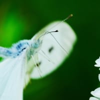 自然教育園日記　その312  中判カメラで虫を撮る