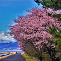酒匂川の桜
