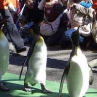 上野動物園でペンギンのウォーキングを見る