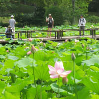 2025.06.27 日本庭園蓮池