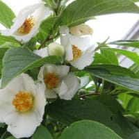 我が家の庭の花　６月上旬　ナツツバキ・ビヨウヤナギ・セージ・シンビジューム
