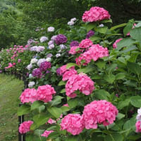 あじさいの花咲く散歩道