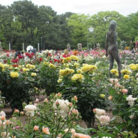 楽書き雑記「バラが満開＝名古屋・鶴舞公園」