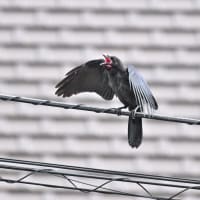 ハシブトガラスの幼鳥　親鳥が幼鳥の独り立ちを促す　落ち込む幼鳥