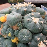 温室植物園で サボテンと多肉植物展