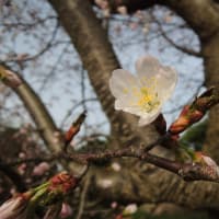 ギターばかり弾いてた夜がある～春になればポピーの花を買っちまう‐明日の前に～Next Plane Home－吉田拓郎