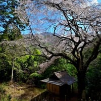 伊奈川神社　庚申堂の枝垂れ桜