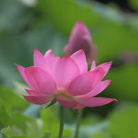 鶴舞公園の胡蝶ヶ池-蓮の花-2