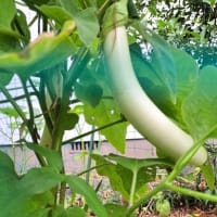 家での生活に慣れてきたお父さん・家庭菜園の恵み　２５．７/１８