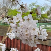 門池公園桜観察日記　最終