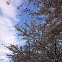 サクラサク。