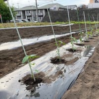 ピーマンを植え付けました(^^)/ (5月16日)