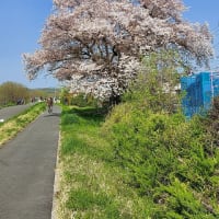 お花見多摩川クリーン作戦、帰路は珍しい黄桜観賞