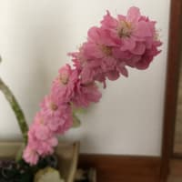 オヒョウ桃