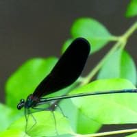 ハグロトンボと樹上のコジュケイ