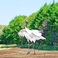 珍しいことに北海道斜里郡清里町の畑地で、タンチョウの番に遭遇しました