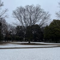 　今年初めて雪がつもつた公園でゆきは遊びました