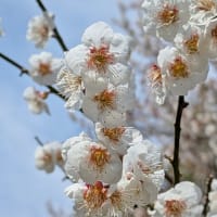 🌸さくら🌸