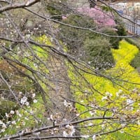 駅前の桜は