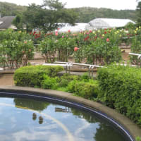 ダリア園　町田