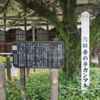 館林にて　