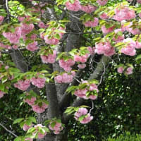 八重桜の咲く頃