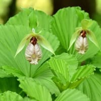 No.1,110　花の紀行 3　2年に1度咲く春日神社の大藤と羽山のクマガイソウ