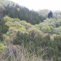 4月24日朝の山